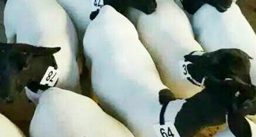 如何加工牛羊飼料？